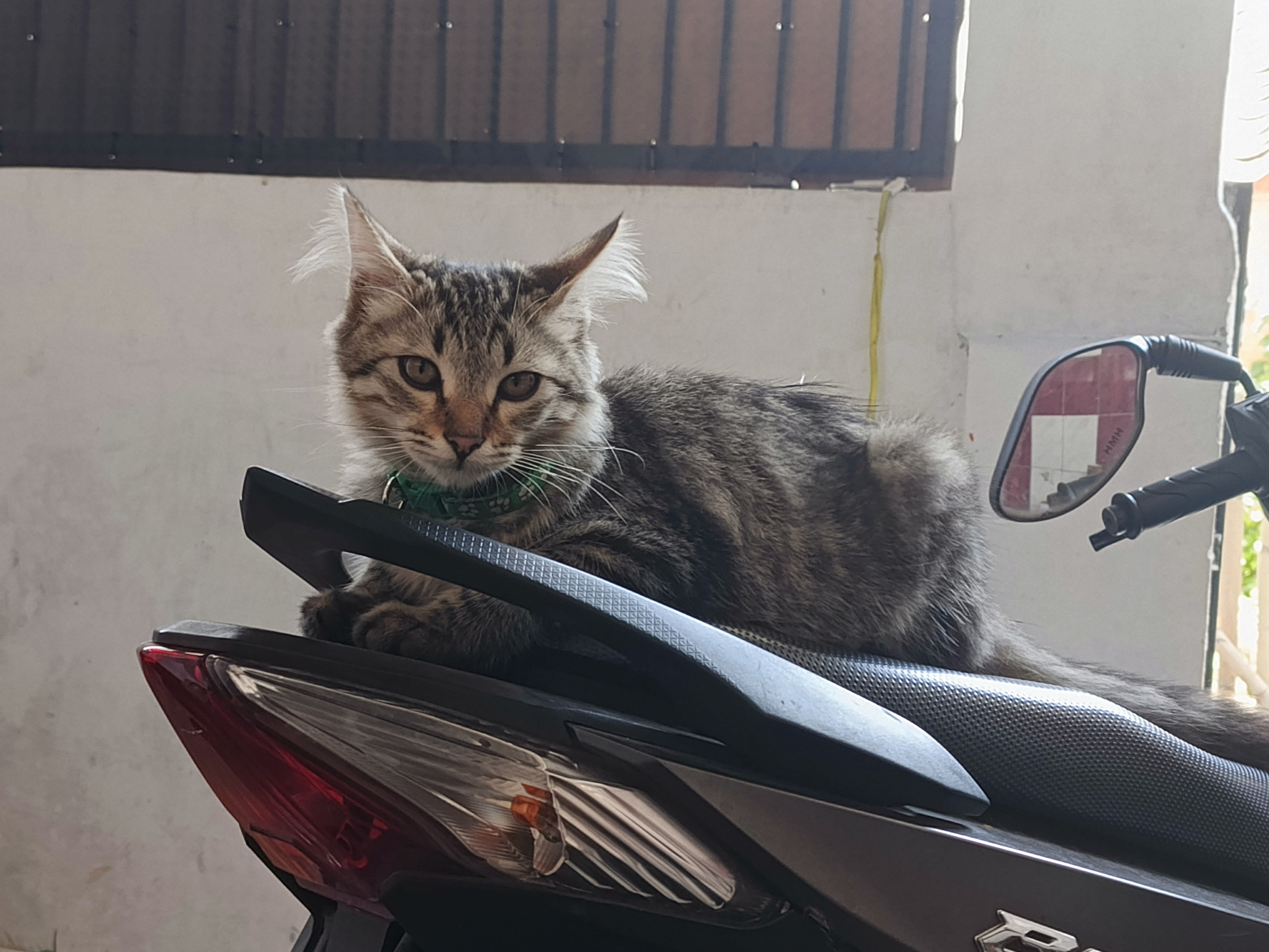 goldy A cat's Farcaster avatar