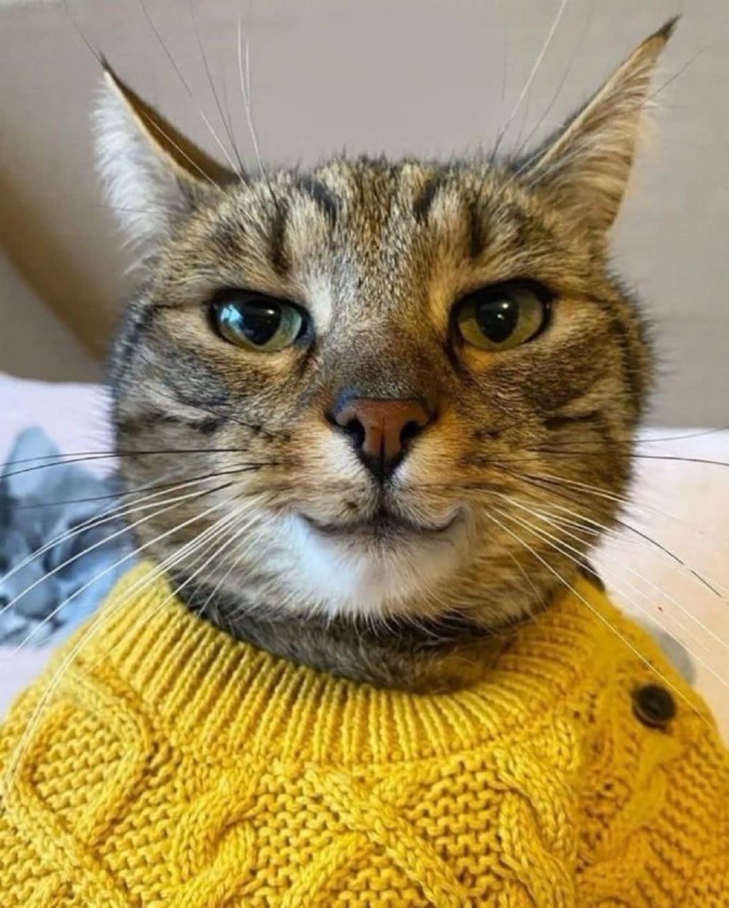 Cat on Base's Farcaster avatar