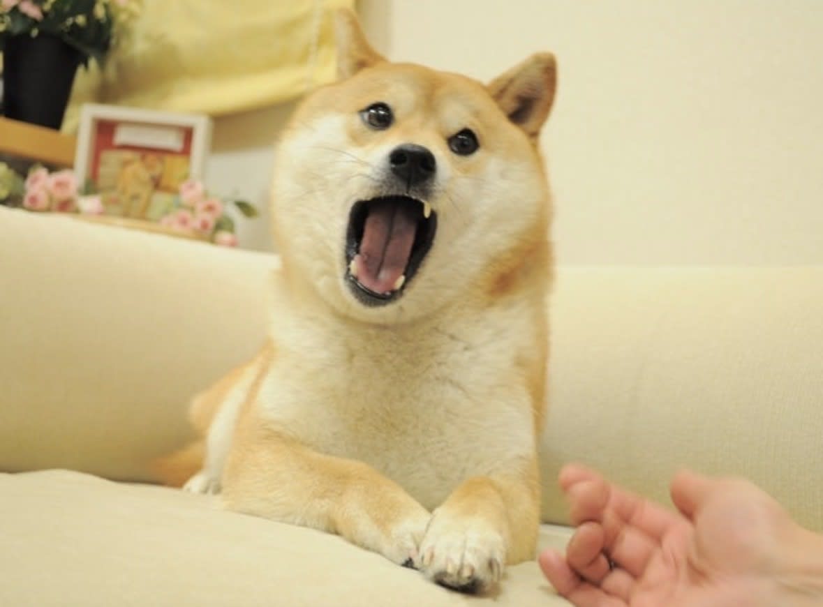 doggo (tenoli) Farcaster social identity (Fname handle) PFP