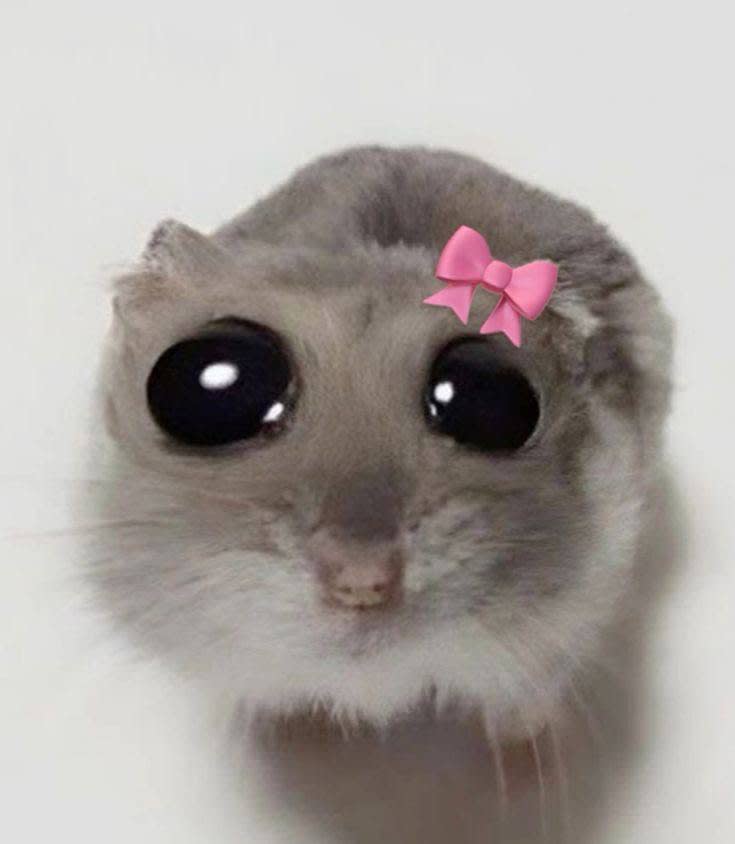 cute hamster's Farcaster avatar