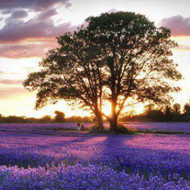 Nature (rakib4675) Farcaster social identity (Fname handle) PFP