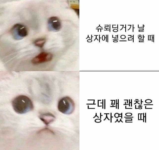 schrodinger (pikang) Farcaster social identity (Fname handle) PFP