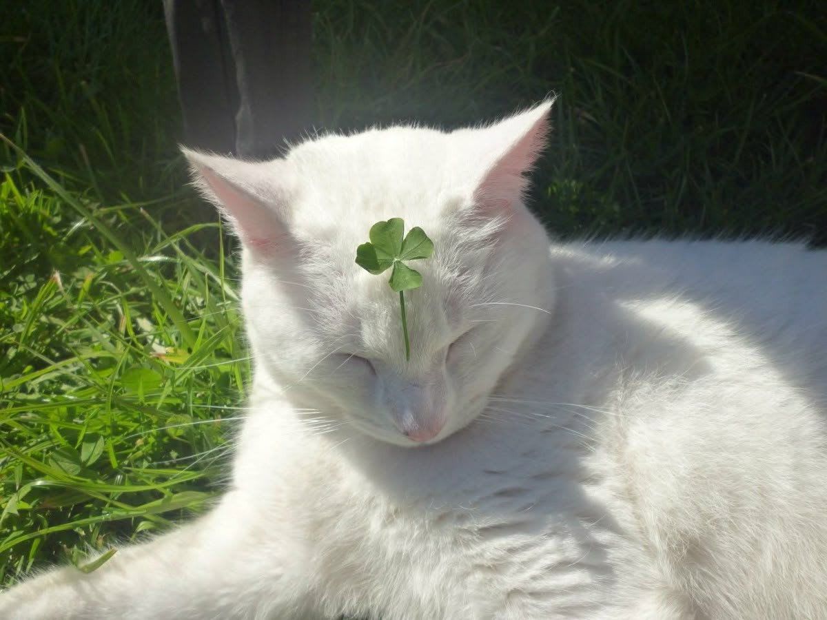 varyne🍀's Farcaster avatar