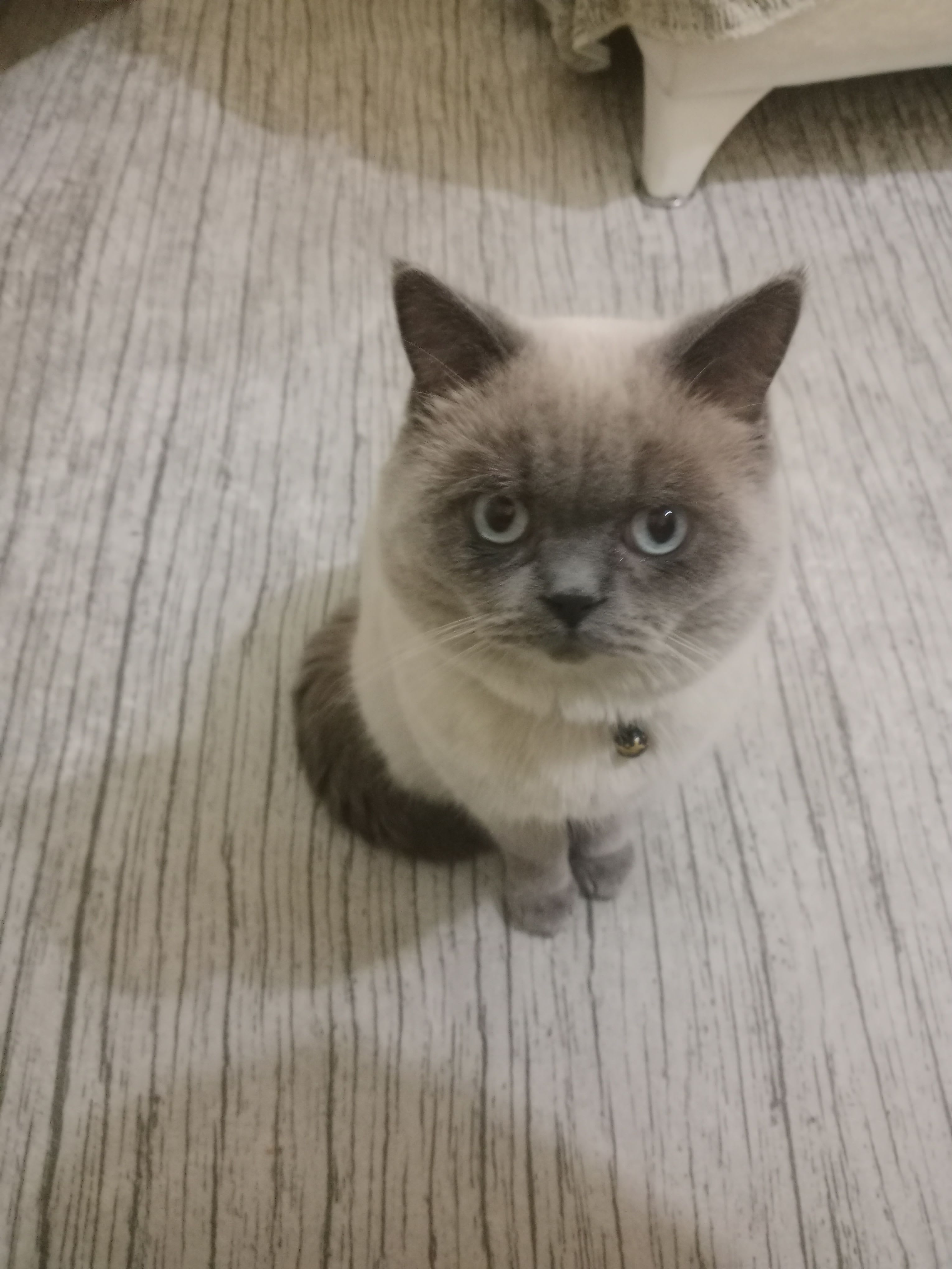 bluestar (bluestar42) Farcaster social identity (Fname handle) PFP