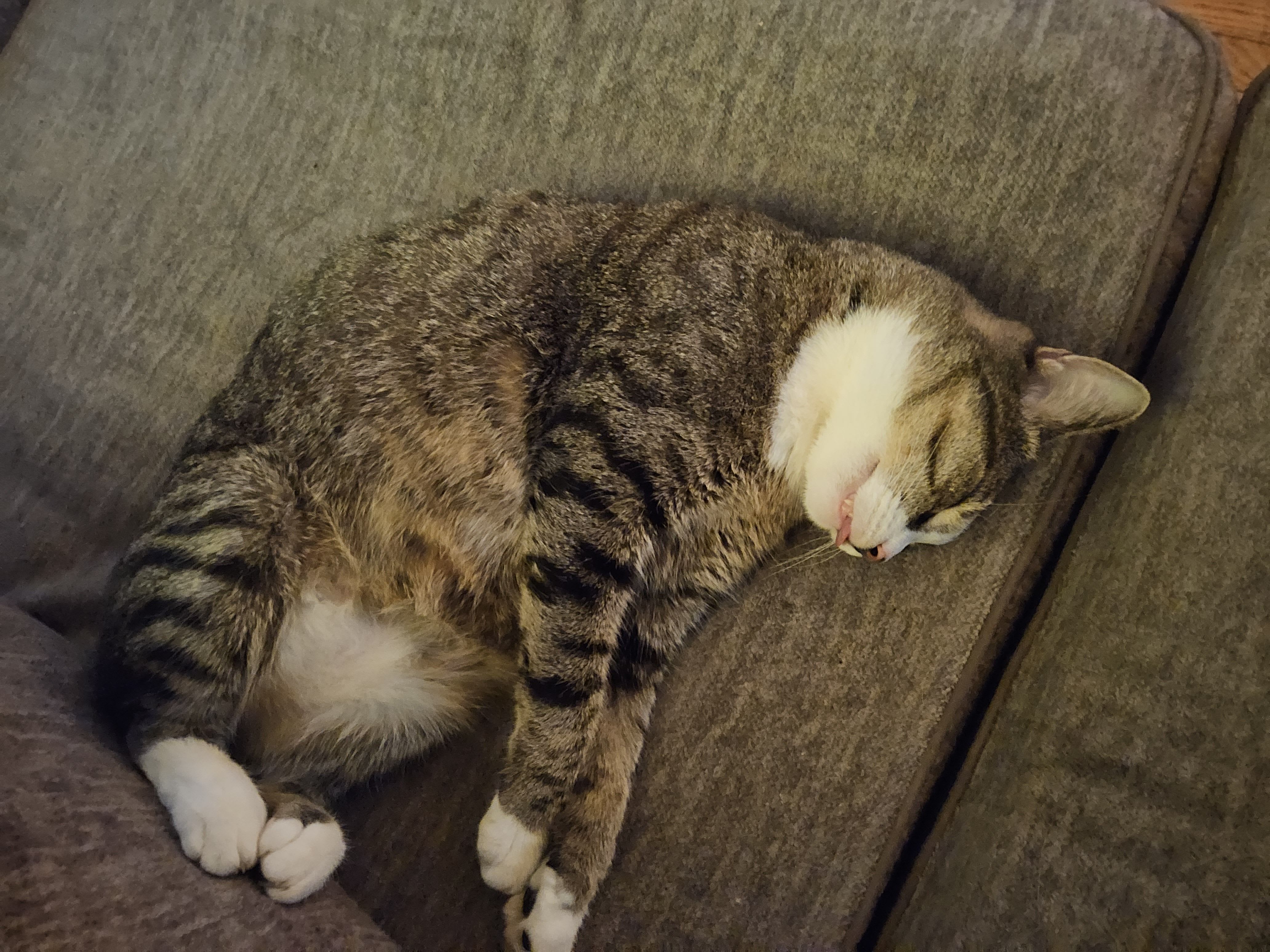 catmom2012.base.eth Basenames (.base.eth domains) based on ENS PFP