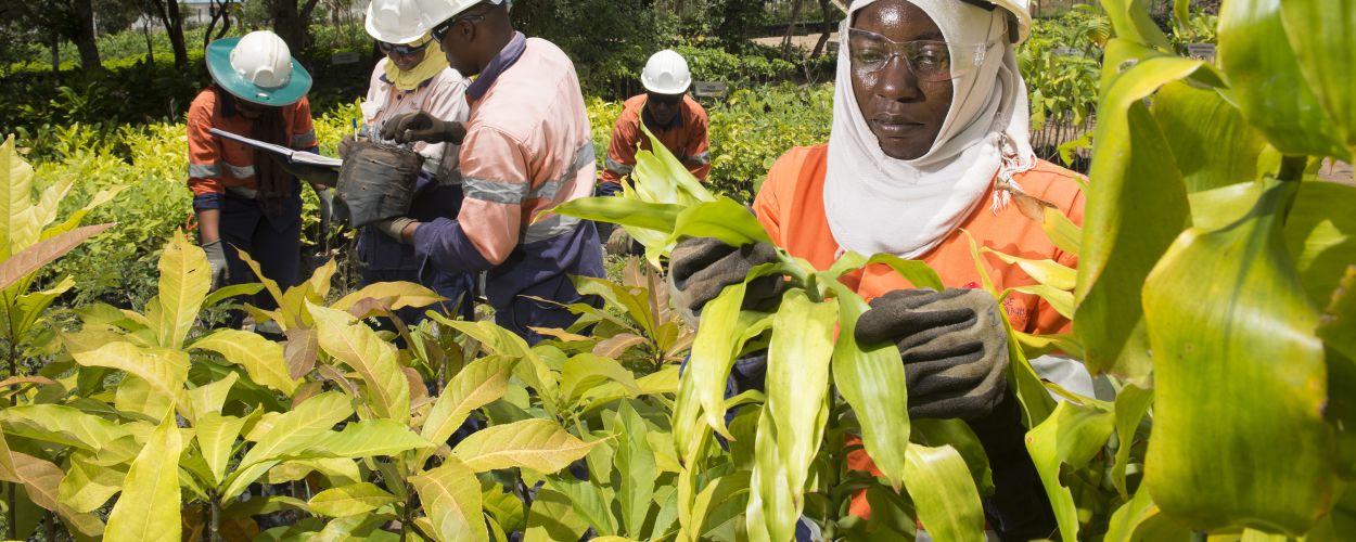 Land Rehabilitation Base Titanium