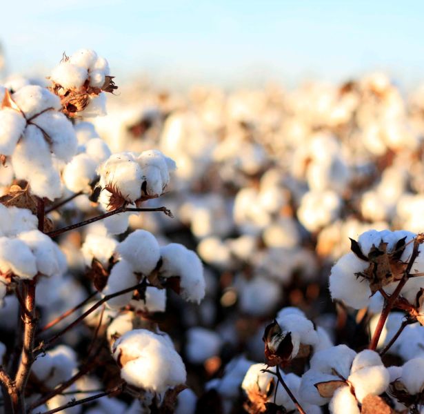 Cotton rec