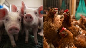 Schwein Geflügel