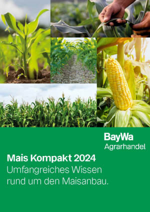 Mais Kompakt 2024