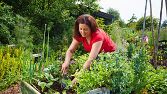 Basis für den Gartenerfolg: Erden & Mulchen