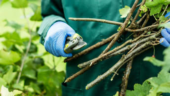 Baum- und Heckenschnitt: Optimaler Schnitt für Ihre Gehölze in Garten