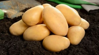 Jetzt Saat- und Pflanzkartoffeln bestellen