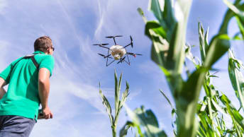 Trichogramma Ausbringung: Maiszünslerbekämpfung