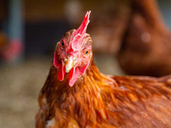 GALLU – Die ganze Welt des Geflügels