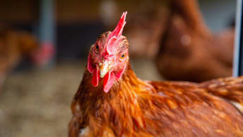 GALLU – Die ganze Welt des Geflügels