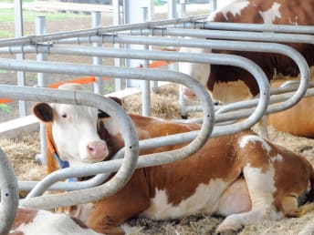 Desical® Plus für die tägliche Boxenpflege.