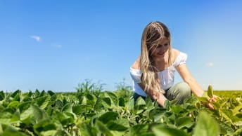 Soja‑Sorten: SU Ademira – auch in Öko – und Acapulca