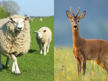 Fit für die Weidesaison?