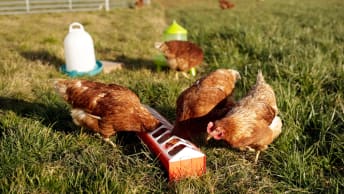 Rund um's Huhn