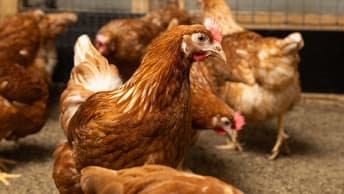 Saubere Ställe – gesundes Geflügel: Prävention, die schützt