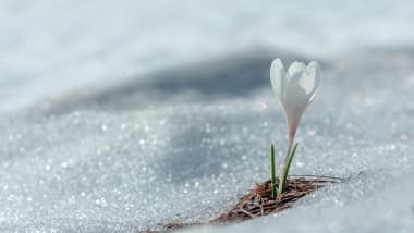 Gartenkalender für Februar