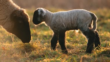 Schafe, Ziege & Wild