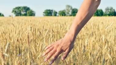 Pflanzenschutzmittel kaufen: Passende Artikel für die Landwirtschaft