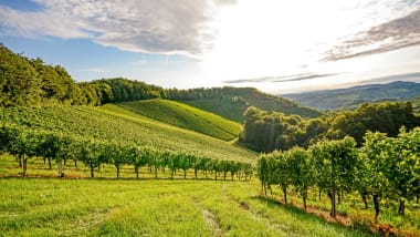 Sonderkulturen: Technik im Obst- & Weinbau