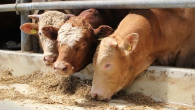 Ergänzungsfutter für Mastbullen