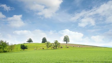 Bio Grünlandsaatgut