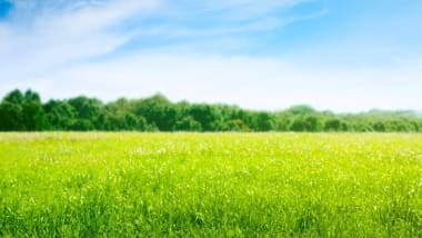 Pflanzenschutz für Grünland