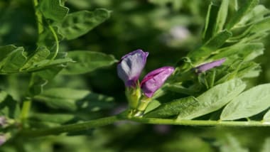 Gründüngung für den Garten