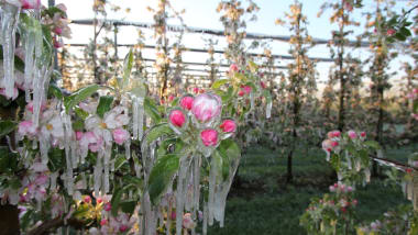 Ernteschutz vor Frost, Insekten und Wind