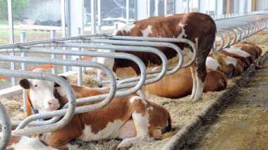 DESICAL® zur täglichen Boxenpflege