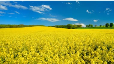 Raps – leistungsstark, verlässlich, zukunftsfit