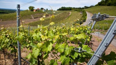 Weinbaubedarf
