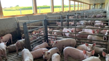 Stall & Tierhygiene