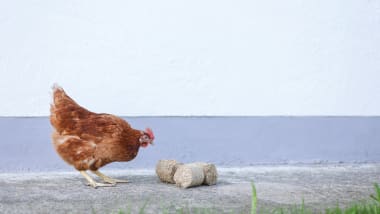 Beschäftigung Hühnerhaltung