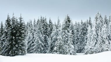 Festliche Forst-Deals