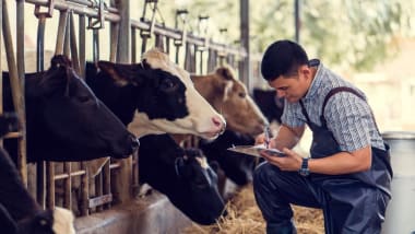 Landwirt prüft seine Rinder im Stall