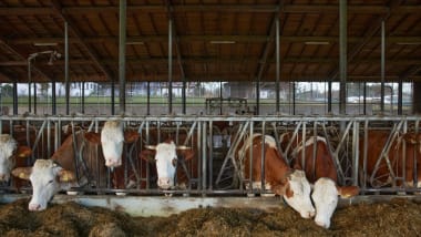 Rinder im Außemklimastall