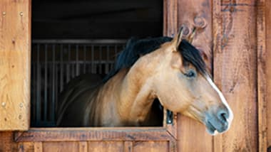 Winterstall-Wochen für Pferde! Jetzt zugreifen und bis zu 30 % sparen.
