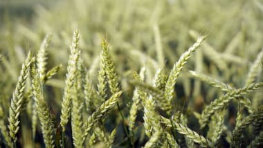 Saatgetreide im Frühbezug sichern