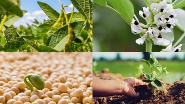 Starke Sorten - starke Erträge