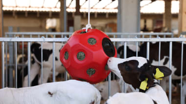 Aktion Tierbeschäftigung