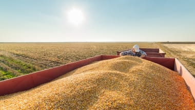 Mais Saatgut Versandkostenfrei - jetzt profitieren!