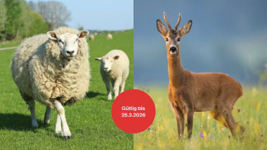 Schaf & Wild Frühlingssparwochen: Jetzt 5 % sparen!
