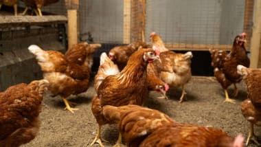 Saubere Ställe – gesundes Geflügel!