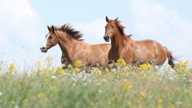 Frühlings-Sparwochen für Pferdeliebhaber! Jetzt Rabatte sichern!