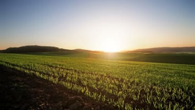 Sonnenuntergang über Weizenfeld